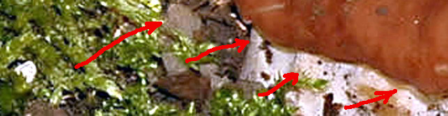 Quiz  facile... o difficile?